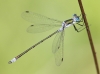 J14_2023 Lestes sponsa male